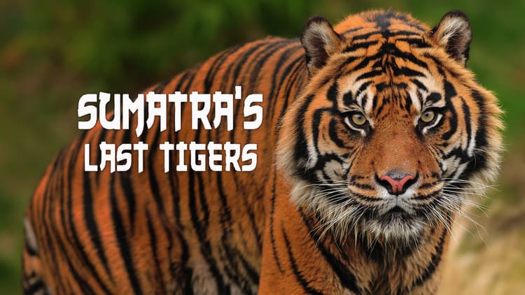 Sumatra's Last Tigers