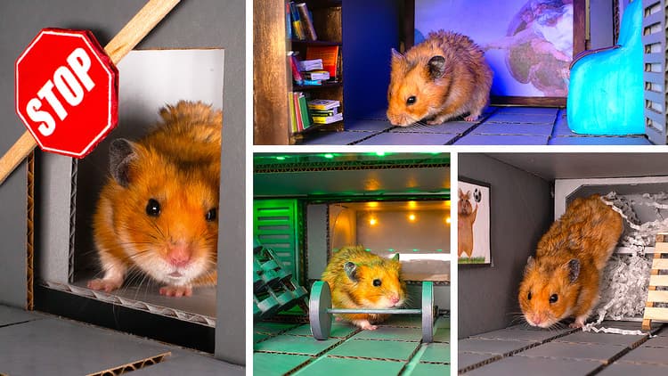 Entertainment For Your Lovely Hamster