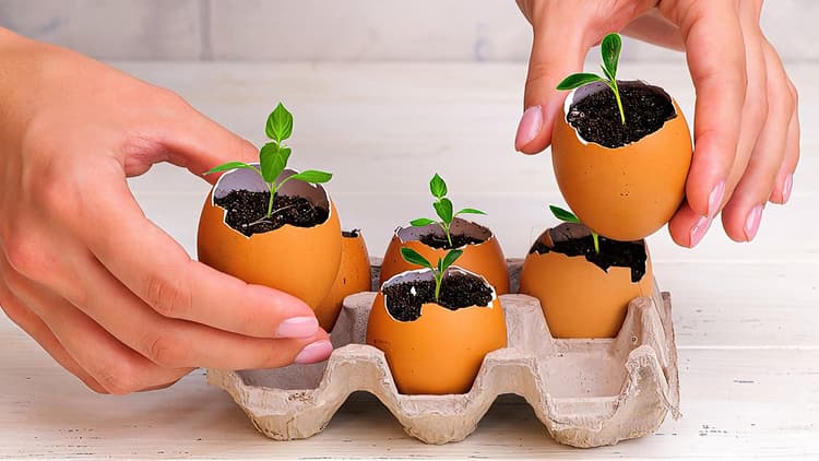 Smart Gardening Hacks And Plant Growing Tips