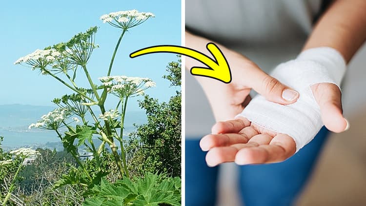 Plantas engañosas y mortales: Cuidado con los trucos de la naturaleza