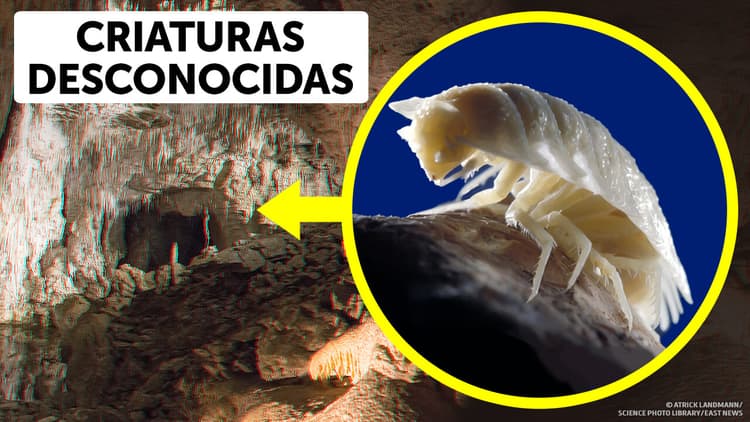 Descubrimientos increíbles: ¡De lugares inesperados a la evolución del cerebro!