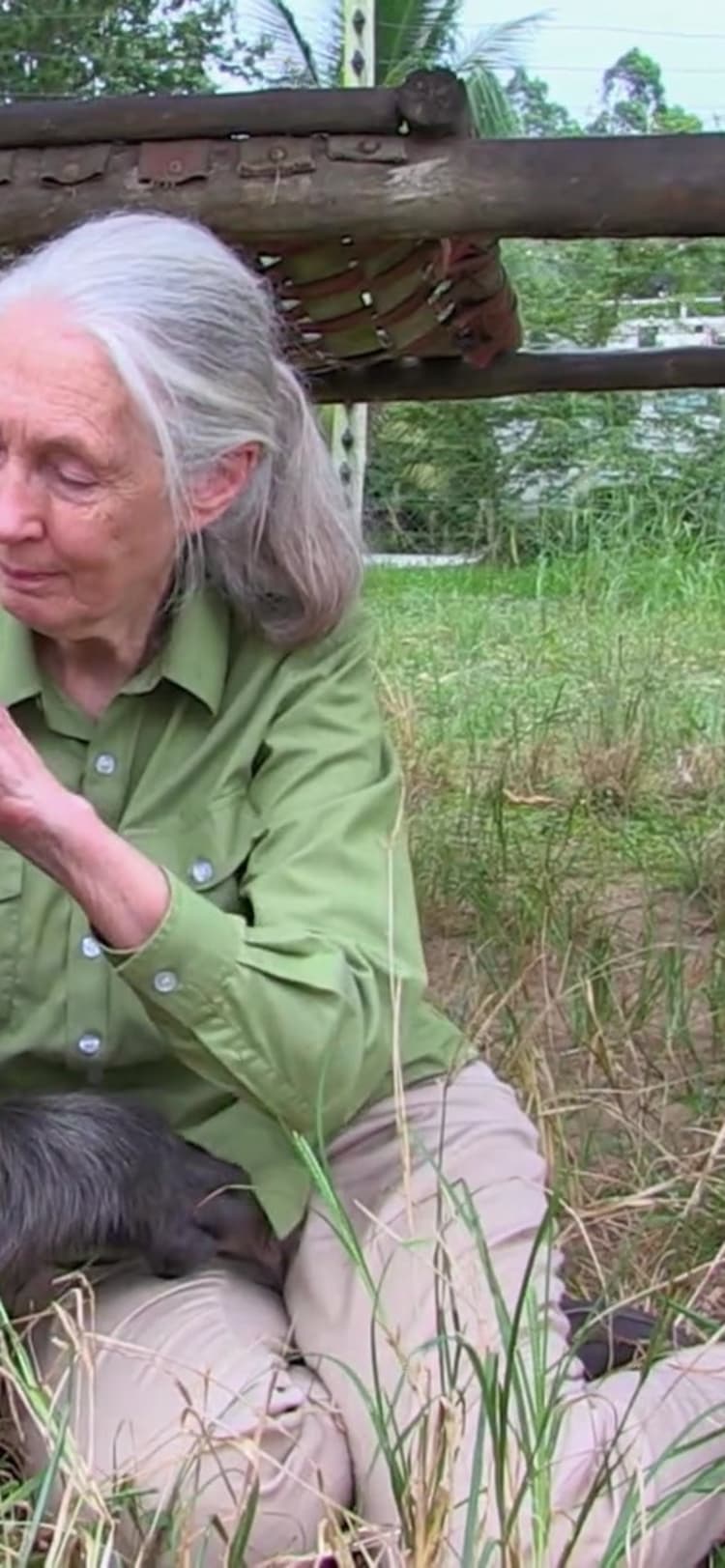 Jane Goodall's Chimps of Tchimpounga