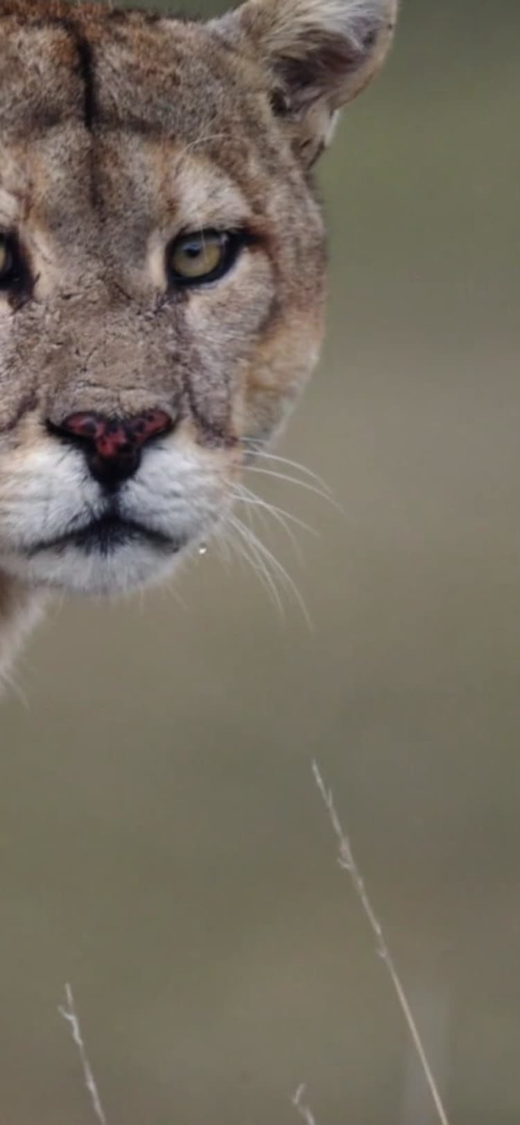 Age Of Big Cats