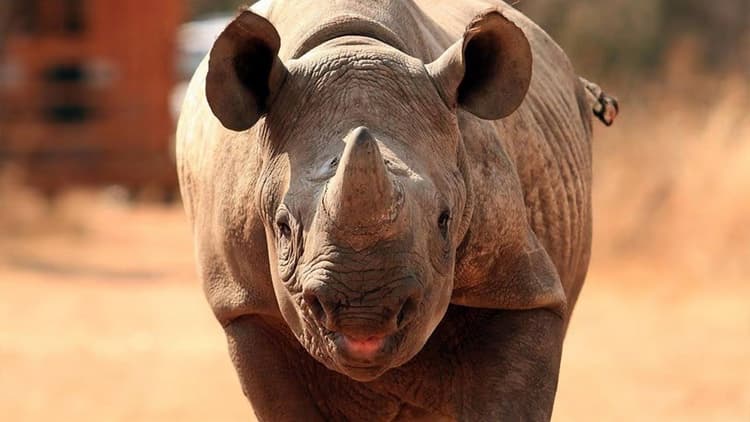 Tony Ndoro - The Rhino Orphanage