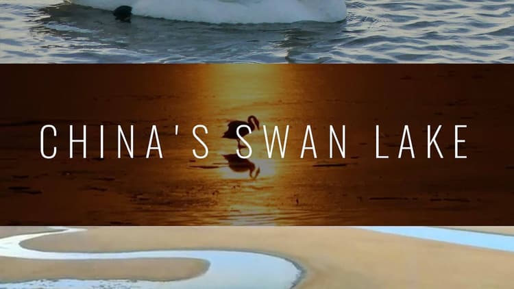China's Swan Lake