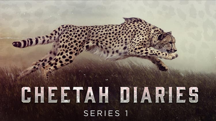 Michaela Strachan - The Cheetah Diaries