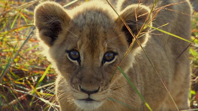 Calla Van Zyl - Roaring With Pride