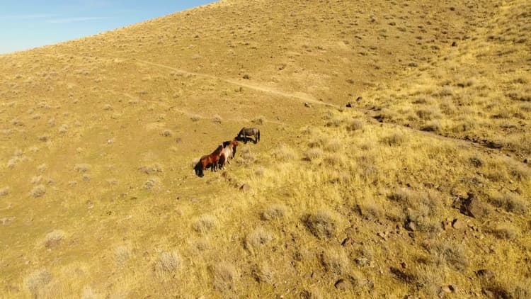 
Wild Mustangs
