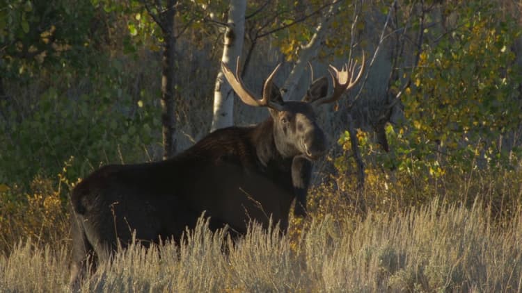 
Wildlife of North America
