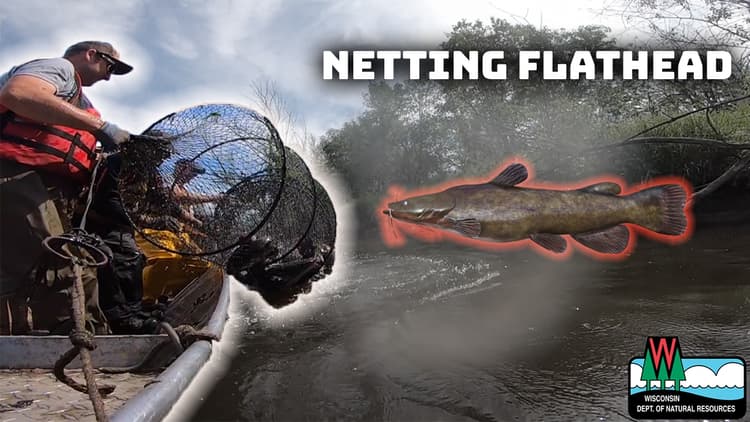 
Larry Smith Outdoors | Netting Flathead with the DNR
