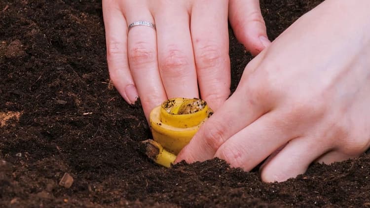 In The Garden S1 E1