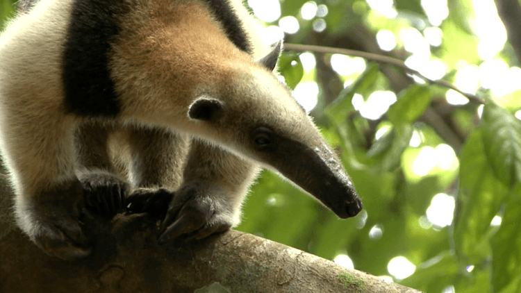 Awesome_Animals