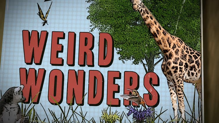 Weird Wonders