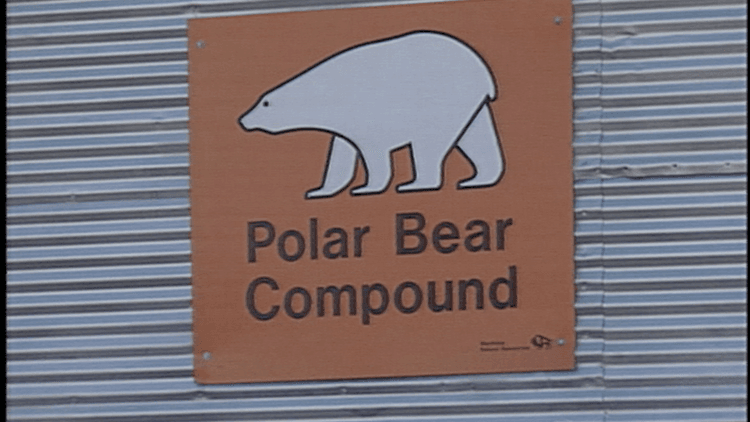 Polar Bears