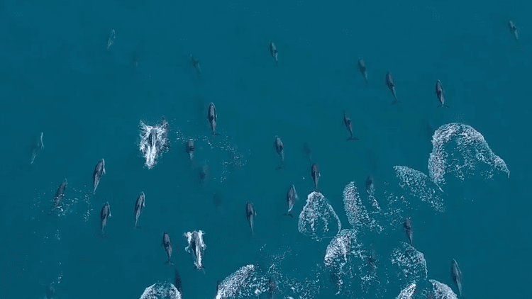Aerial Views of Dolphins, Part 2