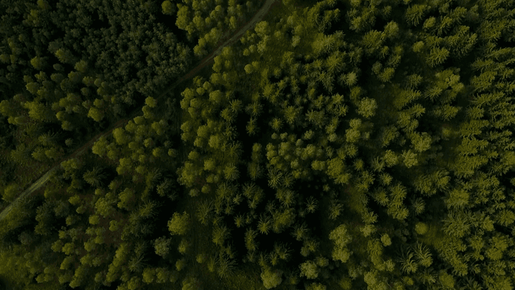 The Best of Forests Captured by Drone, Part 1