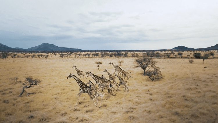 The Nature of Africa by Drone, Part 1-1