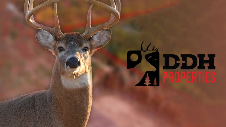Whitetail Paradise